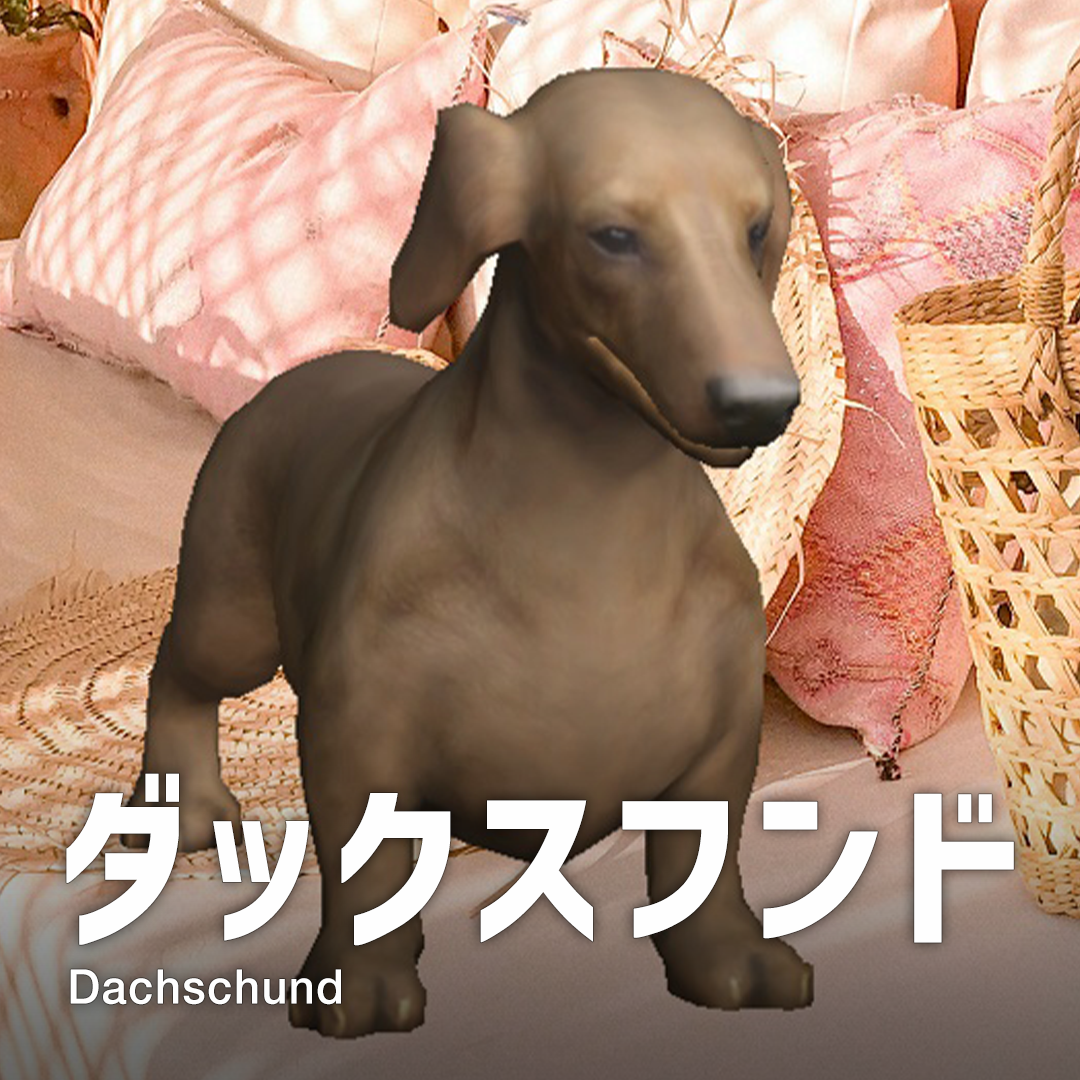 ダックスフンド Dachshund