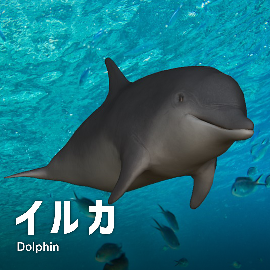 イルカ Dolphin