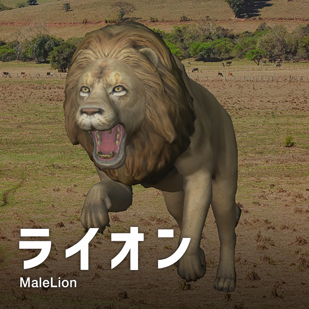 ライオン MaleLion